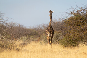 A giraffe on the african plain.