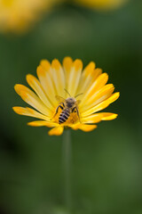 Bee macro closeup on yellow plant