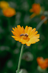 bee close up in yellow flower 