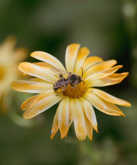 white yellow blossom with bee in center