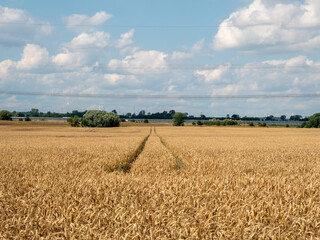 Golden wheat field against the background of the summer sky.