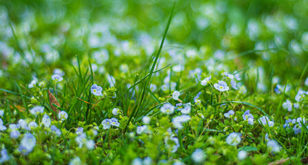 green background of grass and spring plants, blue small flowers, palyana with fresh greenery young grass and flowering