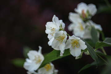 bush mock-orange jasmine white flowers