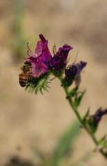vintage imprint bee on purple flower macro with brown background