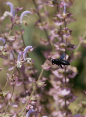Blue carpenter bee flying to purple blossom action shot