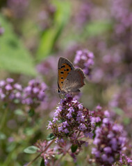 brown orange butterfly with black spots on violet plant