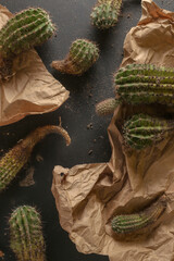 Cactus with black background.