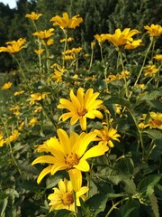 yellow flowers in the garden
