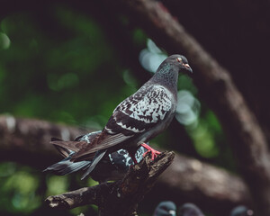 pigeon on the tree