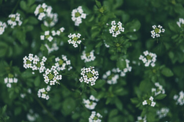 Flowers of watercress (nasturtium officinale) - obrazy, fototapety, plakaty