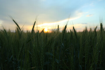 Fototapeta premium Beautiful view of agricultural field with ripening wheat