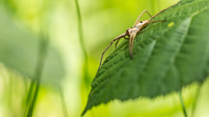 Araignée sur une feuille