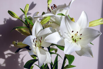 White lilies in a transparent vase on the background of the wall.