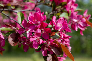 pink blossom pear tree