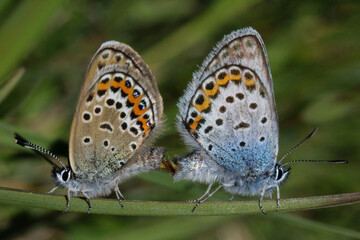 Schmetterling in der Natur 
butterfly in nature
papillon dans la nature 