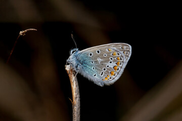Schmetterling in der Natur 
butterfly in nature
papillon dans la nature 
