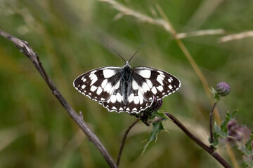 Schmetterling in der Natur 
butterfly in nature
papillon dans la nature 
