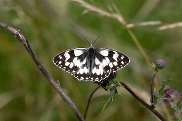 Fototapeta premium Schmetterling in der Natur butterfly in nature papillon dans la nature 
