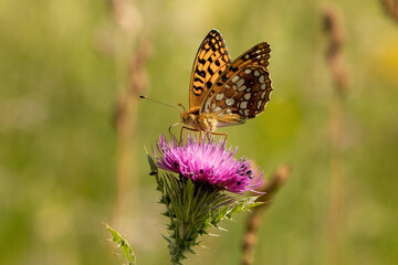 Schmetterling in der Natur 
butterfly in nature
papillon dans la nature 