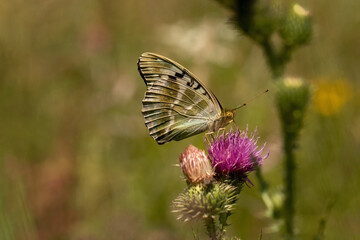 Schmetterling in der Natur 
butterfly in nature
papillon dans la nature 