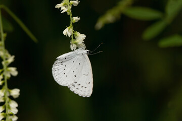 Schmetterling in der Natur 
butterfly in nature
papillon dans la nature 