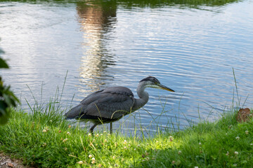 great blue heron