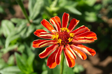 A decorative zinnia flower grows in the garden.
