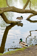 Ducks swim in the pond.