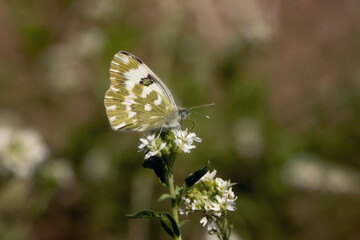 Schmetterling in der Natur 
butterfly in nature
papillon dans la nature 