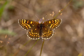 Schmetterling in der Natur 
butterfly in nature
papillon dans la nature 