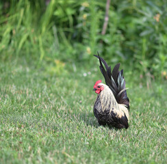 rooster in the summer in a green garden © Ольга Феоктистова
