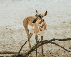 Animals at a Zoo in their Enclosures