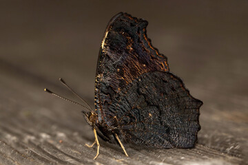 Schmetterling in der Natur 
butterfly in nature
papillon dans la nature 