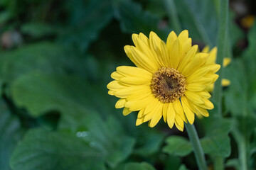 Bright yellow gebera daisy (Gerbera jamesonii) in a garden copy right. Also called Barberton daisy, Transvaal daisy, and as Barbertonse madeliefie.