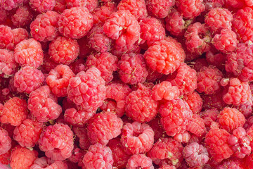 Ripe raspberry fruits, healthy pile of summer berries  top view. 
Pattern flat lay of red scarlet  raspberry on red background with free copy space for text