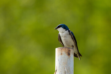 Male swallow perched 