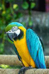 A close up of a blue-and-yellow macaw (Ara ararauna), also known as the blue-and-gold macaw bright vibrant parrot close up (portait view)
