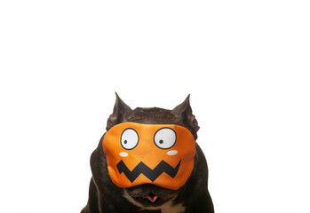 image of dog mask white background 