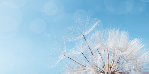 White fluffy dandelion on soft blue sky with copy space. Beautiful flower with fly seeds close up. Abstract nature - Powered by Adobe