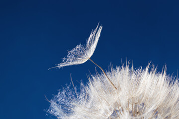White fluffy dandelion in sunlight on blue background. Bright sunny flower with blowing seeds close...