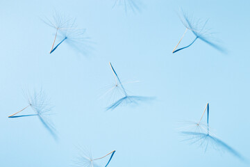 Fototapeta na wymiar White fluffy seeds of dandelion flower in sunlight on blue surface with shadows. Sunny summer floral background.