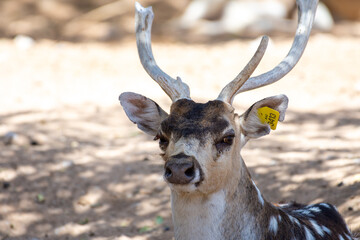 A chital (Axis axis), also known as spotted deer, chital deer, and axis deer head shot close up in the zoo.