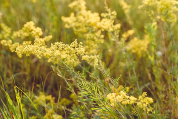 Beautiful field wild flowers of mimosa in warm sunlight. Beauty nature growing yellow blossom grass