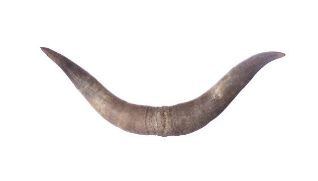 bull horns isolated on white background