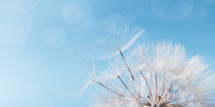 White fluffy dandelion on soft blue sky with copy space. Beautiful flower with fly seeds close up. Abstract nature