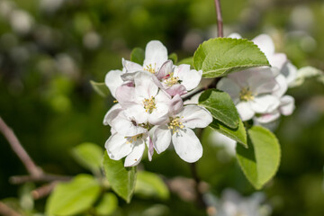 Fototapeta premium apple tree blossom
