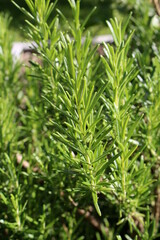 Nahaufnahme Rosmarin