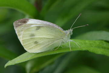 Schmetterling in der Natur 
butterfly in nature
papillon dans la nature 