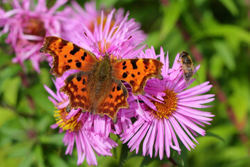 Schmetterling in der Natur 
butterfly in nature
papillon dans la nature 