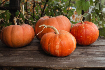 Pumpkins on a wooden table for Halloween, Thanksgiving. Harvesting.